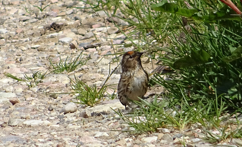 Carduelis flammea - Fringillidae